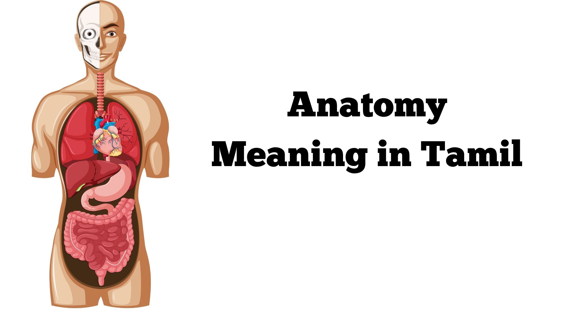 Anatomy Meaning in Tamil